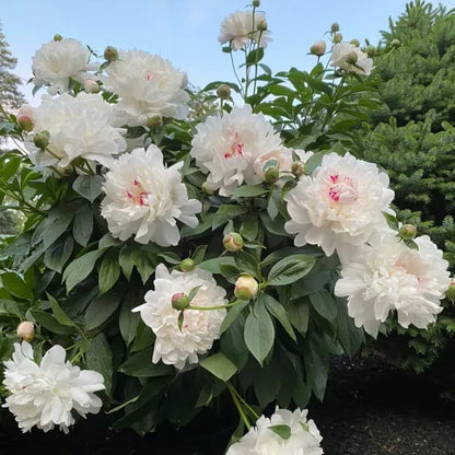 🌺🌺🌺 Bring the “Queen of Flowers” to Your Backyard