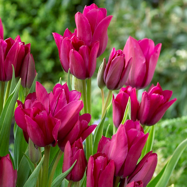 Multiflora Tulip Bulbs (Club Series)🌷 Grow in Water or Soil, Bloom Next Month