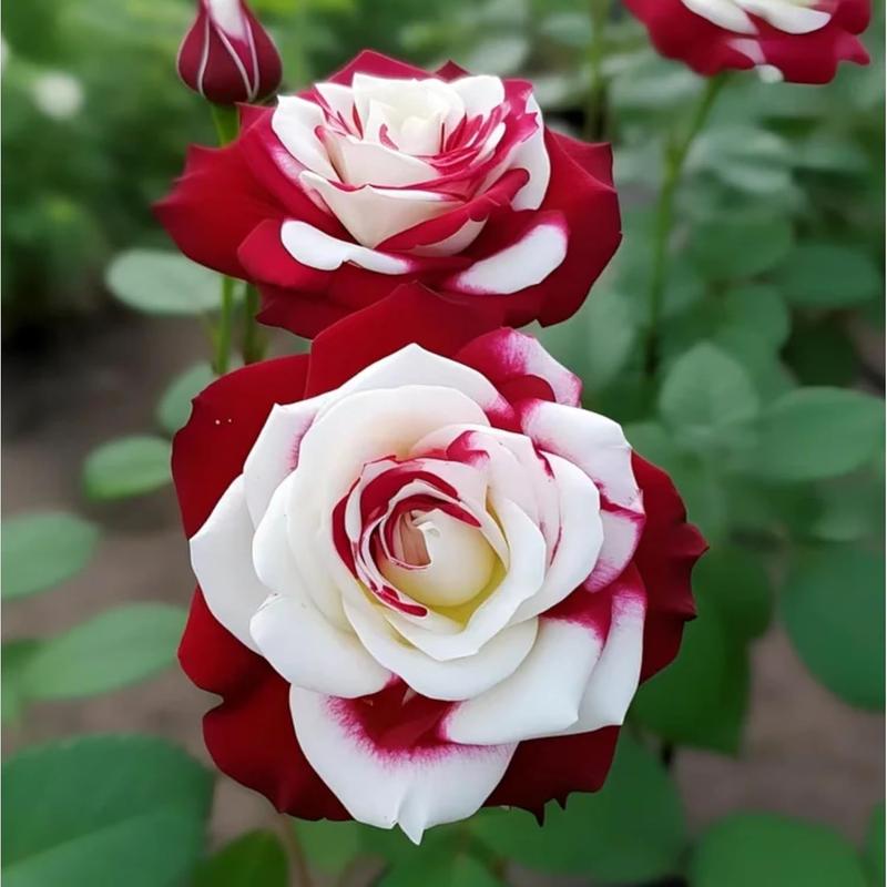 🤗🌹Rare Twin Red White Rose Seeds  – Stunning Garden Blooms, Easy to Grow🌱👩🏻‍🌾