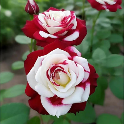 🤗🌹Rare Twin Red White Rose Seeds  – Stunning Garden Blooms, Easy to Grow🌱👩🏻‍🌾