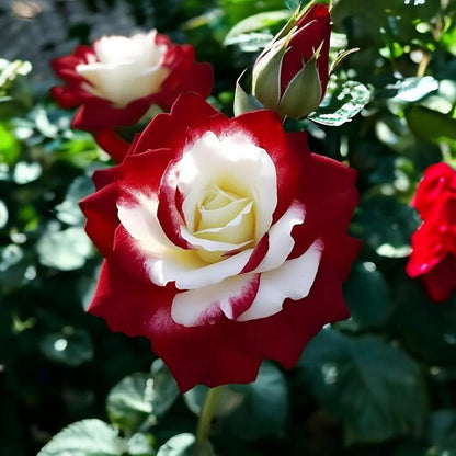 🤗🌹Rare Twin Red White Rose Seeds  – Stunning Garden Blooms, Easy to Grow🌱👩🏻‍🌾