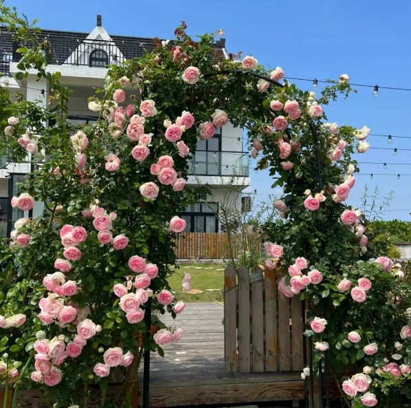🌹Climbing Rose Seeds🌺 Easy Grow, First-Year Blooming Beauty