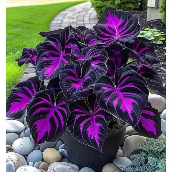 💜Night of the Purple Flame