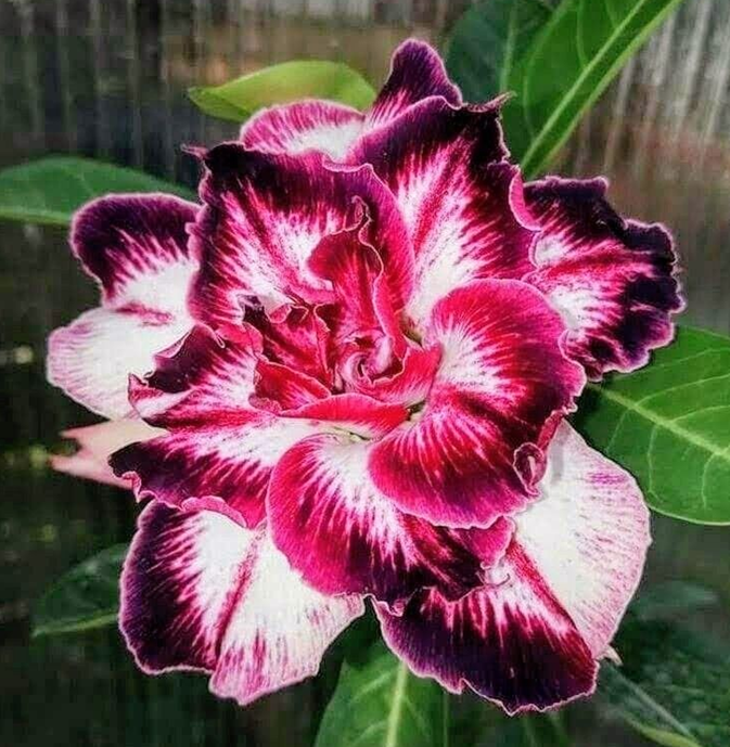 🔥Desert roses up to 50% off – Now at a Discount!🎁 😍Loves to bloom, long flowering period 🌵 Desert Rose