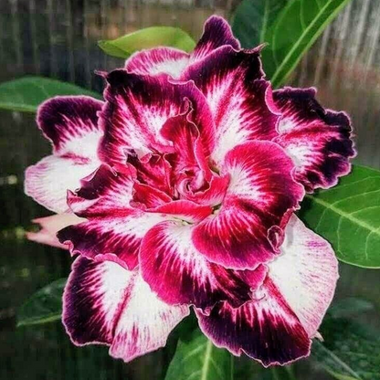 🌵⁺♡₊Bring Exotic Desert Rose Beauty Into Your Garden
