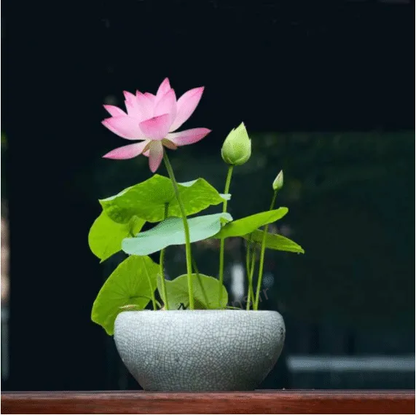 🎁50% Discount🌺The sacred lotus flower in bonsai