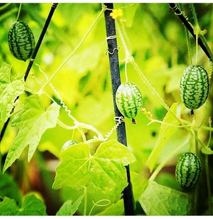 🍉RARE SEEDS THUMB WATERMELON SEEDS