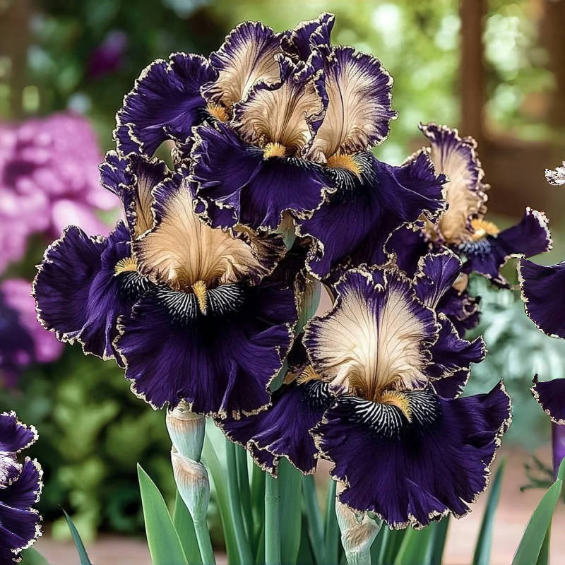 ⚜️ Rare Tall Bearded Iris – Premium Garden Rhizomes
