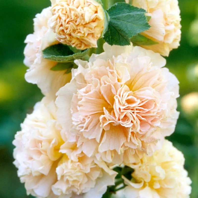 DOUBLE HOLLYHOCK SEEDS