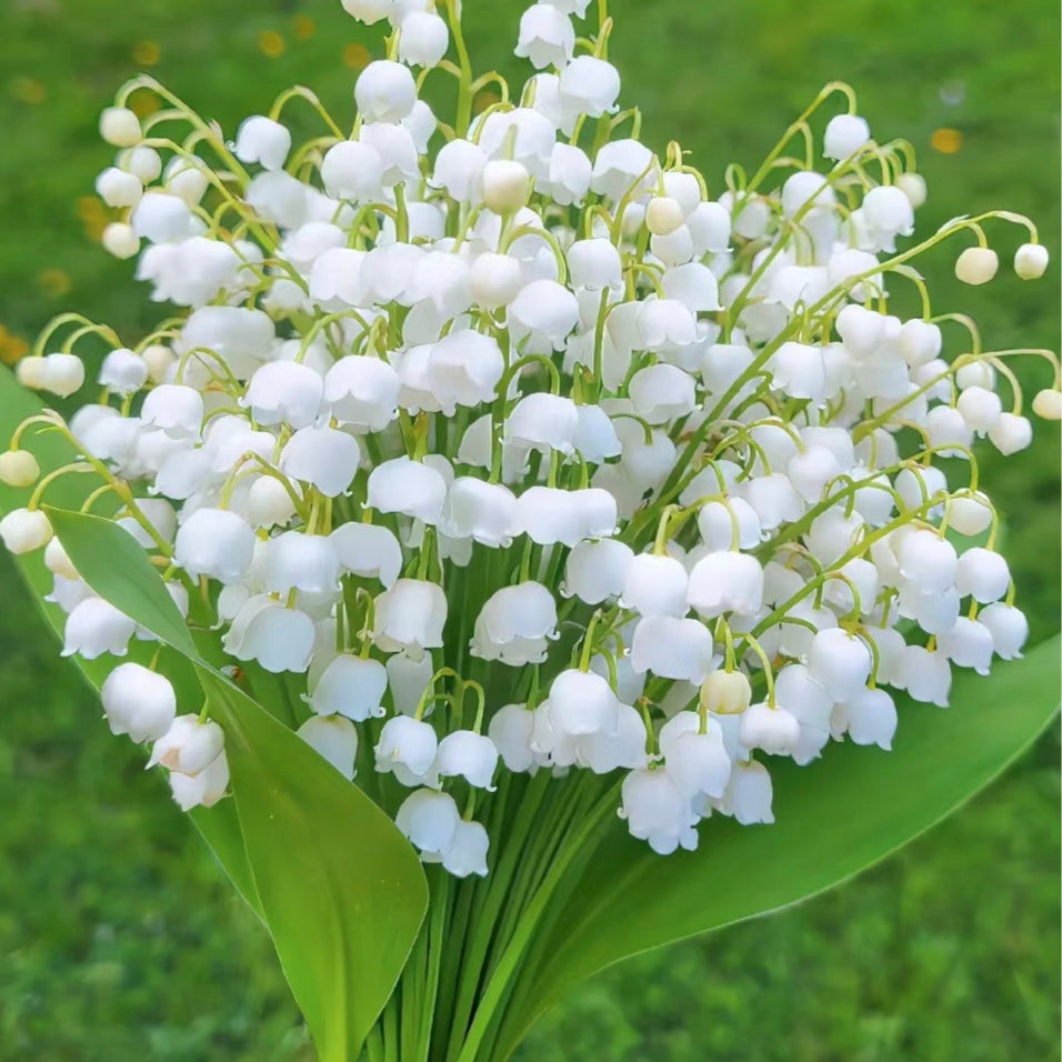 💐 Lily of the Valley – Bring Home Pure Happiness Today
