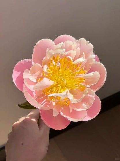 🌺 Peony Bulbs: The Queen of Flowers for Your Garden