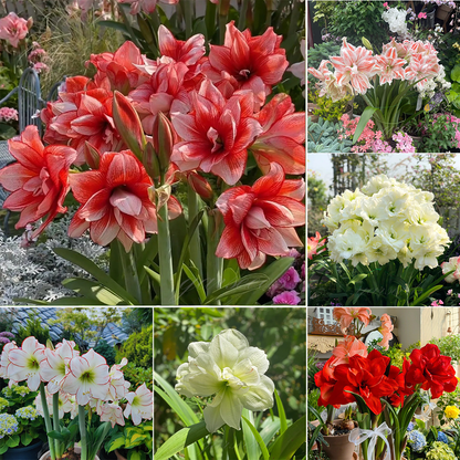 Double-Flowered Amaryllis Bulbs🌼