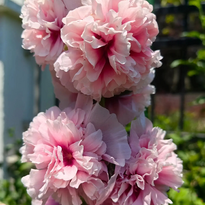 DOUBLE HOLLYHOCK SEEDS