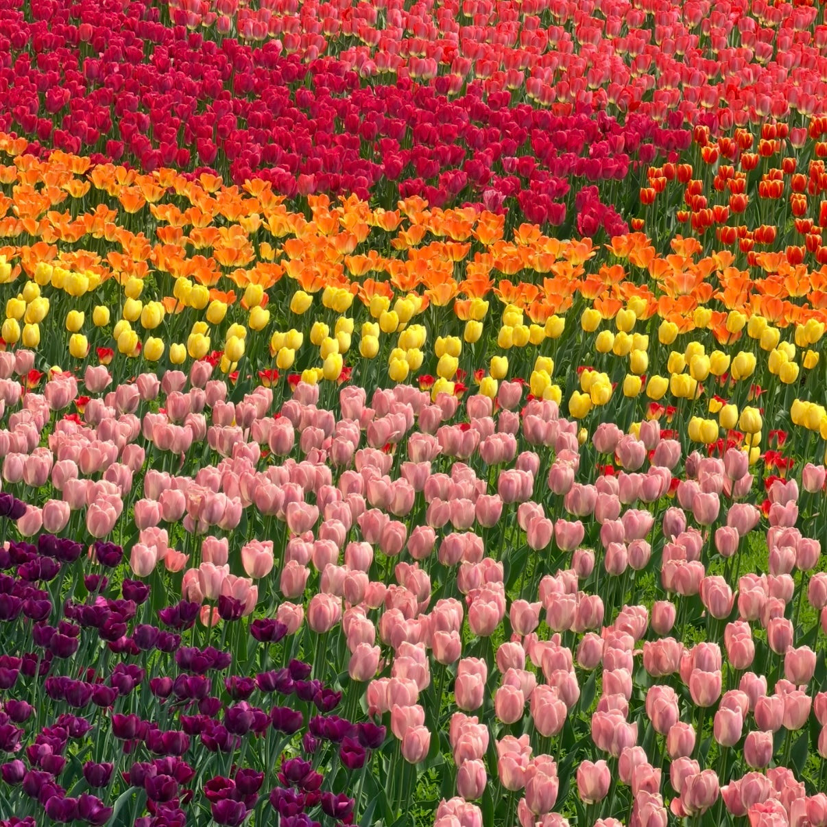 🌷‎⋆. ݁Create a Garden Full of Elegant Tulips