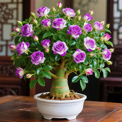 🏠💥Rare Desert Rose Bulbs🌵🌺Easy To Grow On Your Patio And Balcony At Home