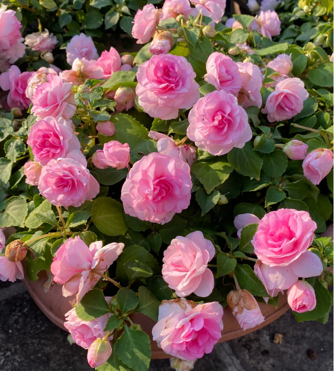 Premium Double Impatiens Seeds — Lush Double Petal Flowers for Containers🌸
