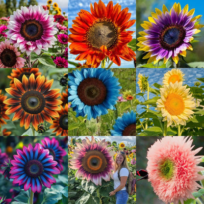 🌻 Colorful Sunflower Seeds Mix