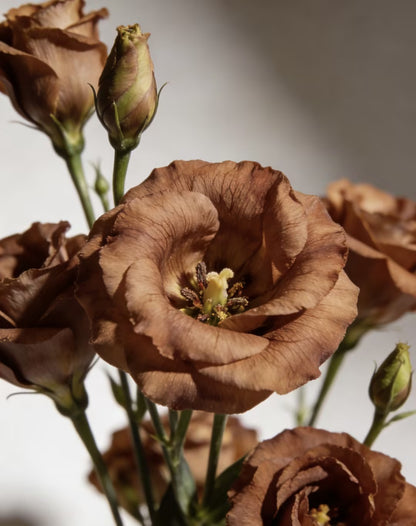 💖🌷Experience the Beauty of Eustoma in Your Own Garden 💐