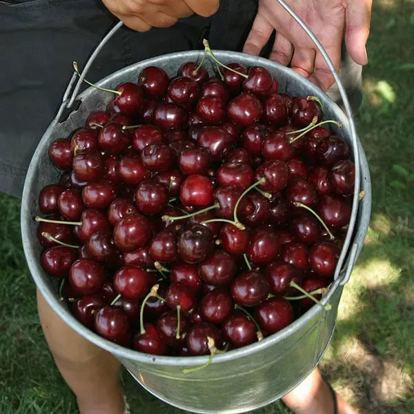 🌳BIG SALE🍒Cherry tree seeds / Cherry seeds Plant Ideal for Gardens