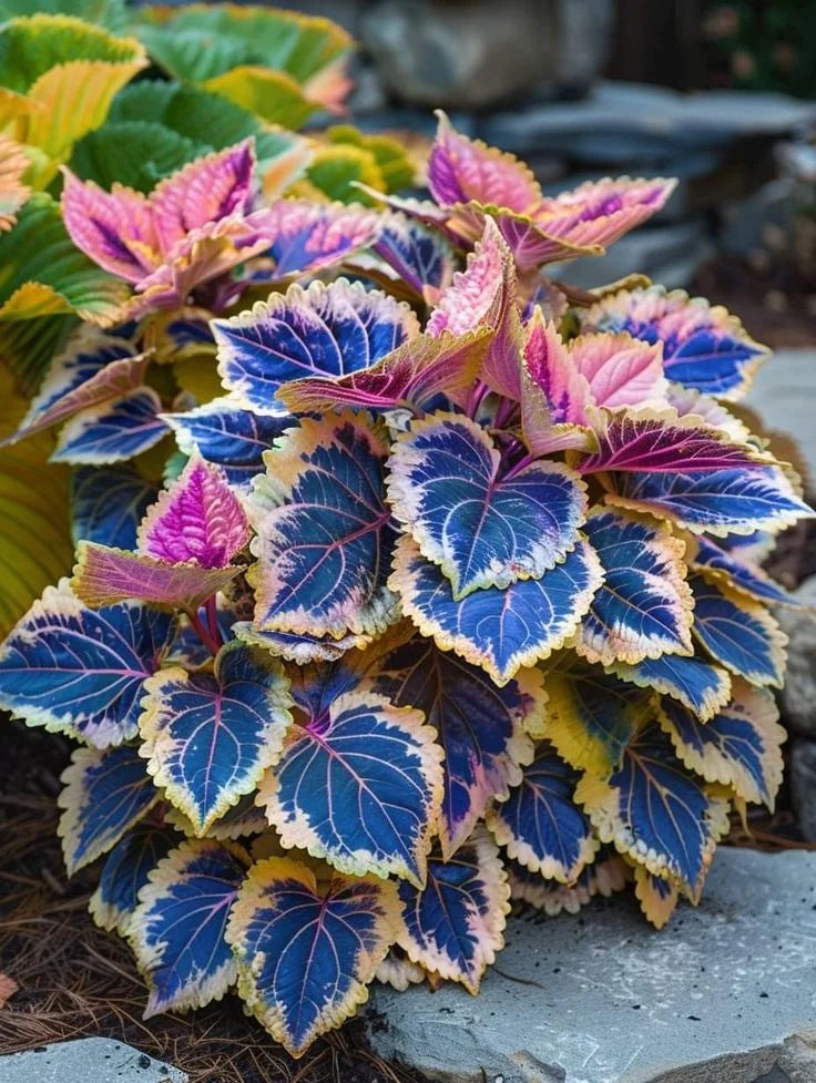 🌈 STOP Scrolling… Your Garden Is About to Get ADDICTIVELY Colorful 😍