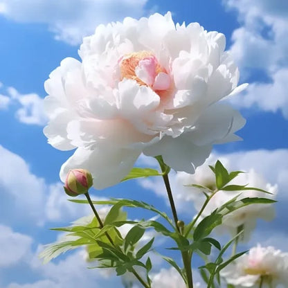 🌺🌺🌺 Bring the “Queen of Flowers” to Your Backyard