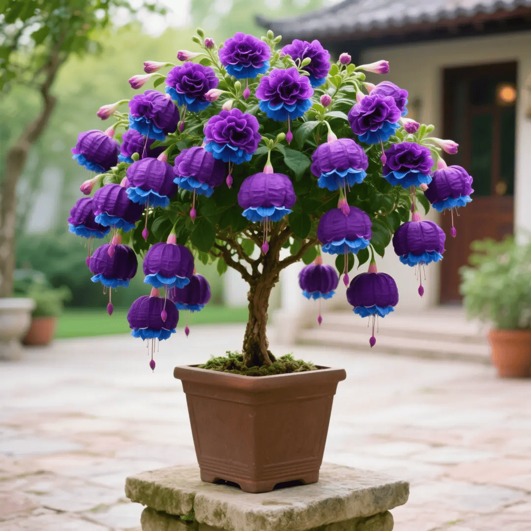 🌸 Double Fuchsia Plants – Elegant Cascading Blooms for Shade Gardens