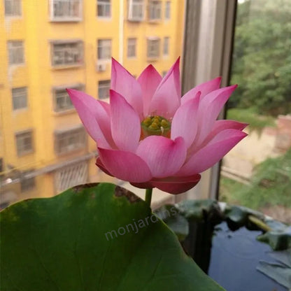 🎁50% Discount🌺The sacred lotus flower in bonsai