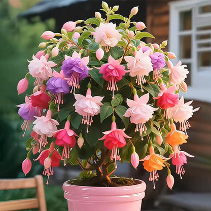 🌸 Double Fuchsia Plants – Elegant Cascading Blooms for Shade Gardens