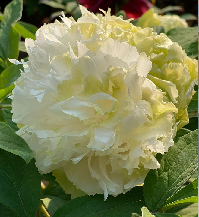 🌺Multicolor Peony Seeds