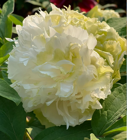 🌺Multicolor Peony Seeds