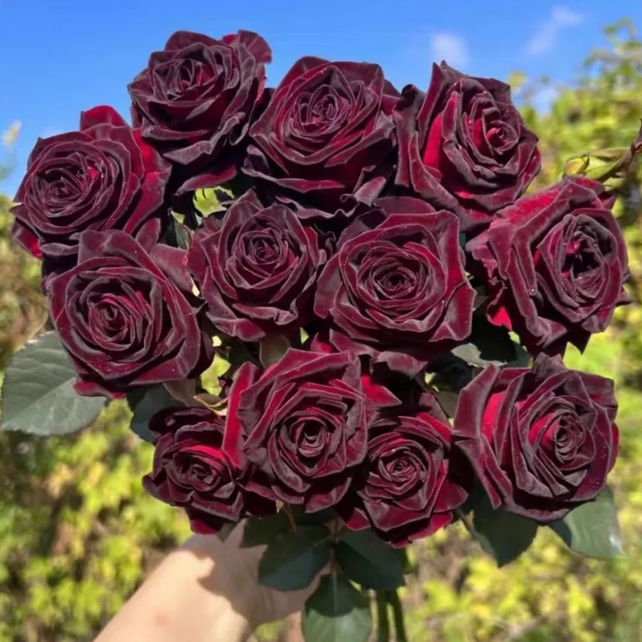 🌺Black Baccara Rose-The Rose That Looks Almost Black