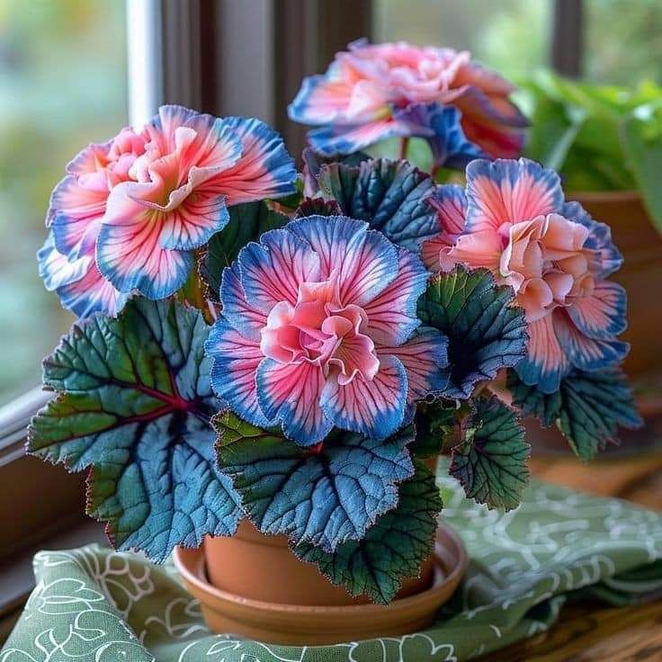 Painted Begonia 🫧☘️Pot Plant, Interior Design, Low Maintenance🍃🌺