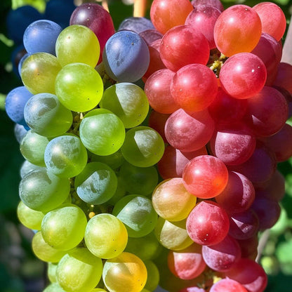 🌈🍇Rare Rainbow Hybrid Grape Organic