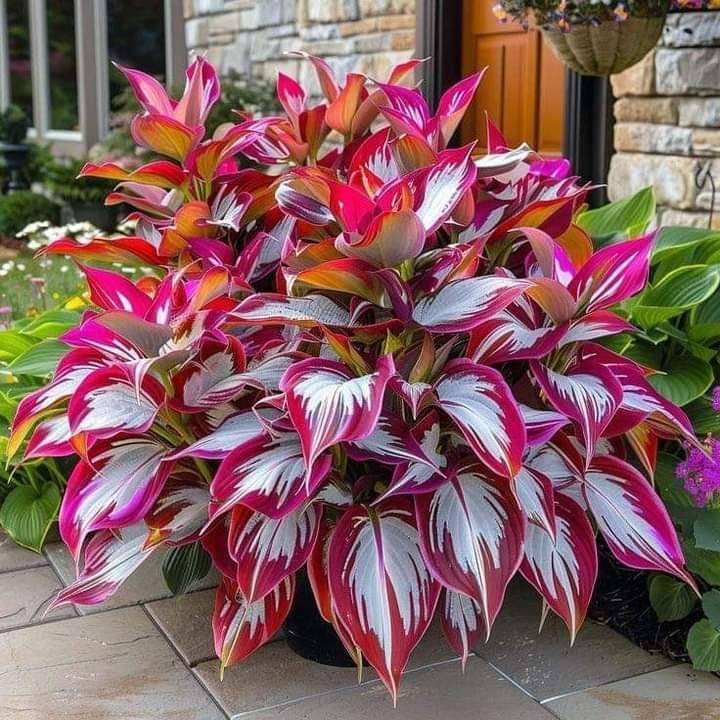 Crimson Burning