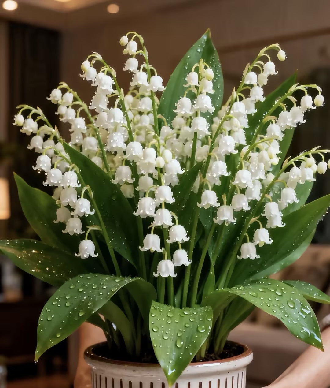 🎐♡Lily of the Valley—Happiness Arrives