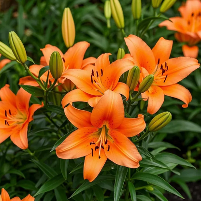 Black Magic Lily🌺Perfume Lily Bulbs✨Fast Blooming&Perfect for Beginners