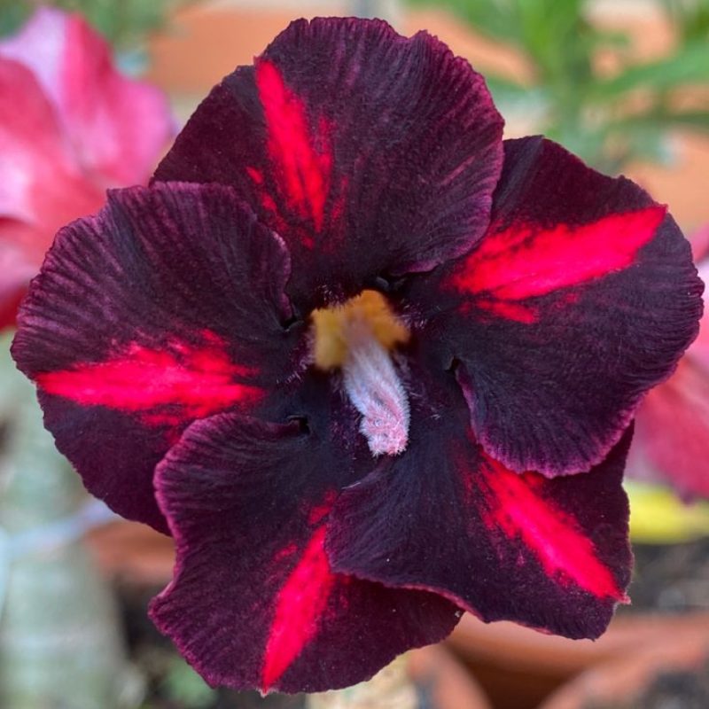🔥Desert roses up to 50% off – Now at a Discount!🎁 😍Loves to bloom, long flowering period 🌵 Desert Rose