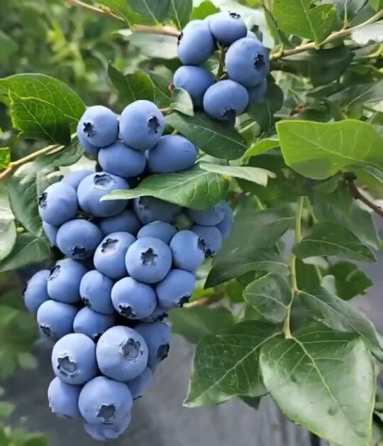 🌸Spring Sale🫐Giant Blueberry Seeds
