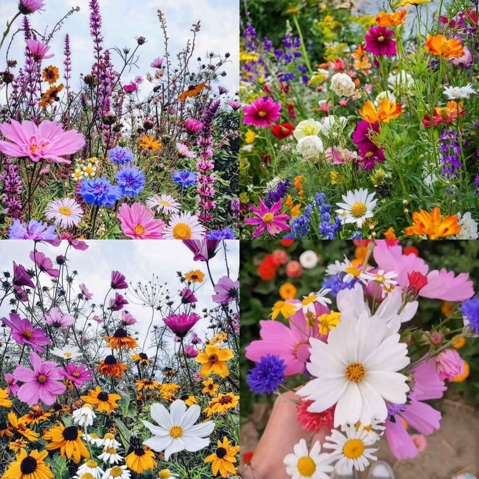 🌸 All-Season Mixed Perennial Flowers Seeds – 90+ Varieties, Bloom All Year!