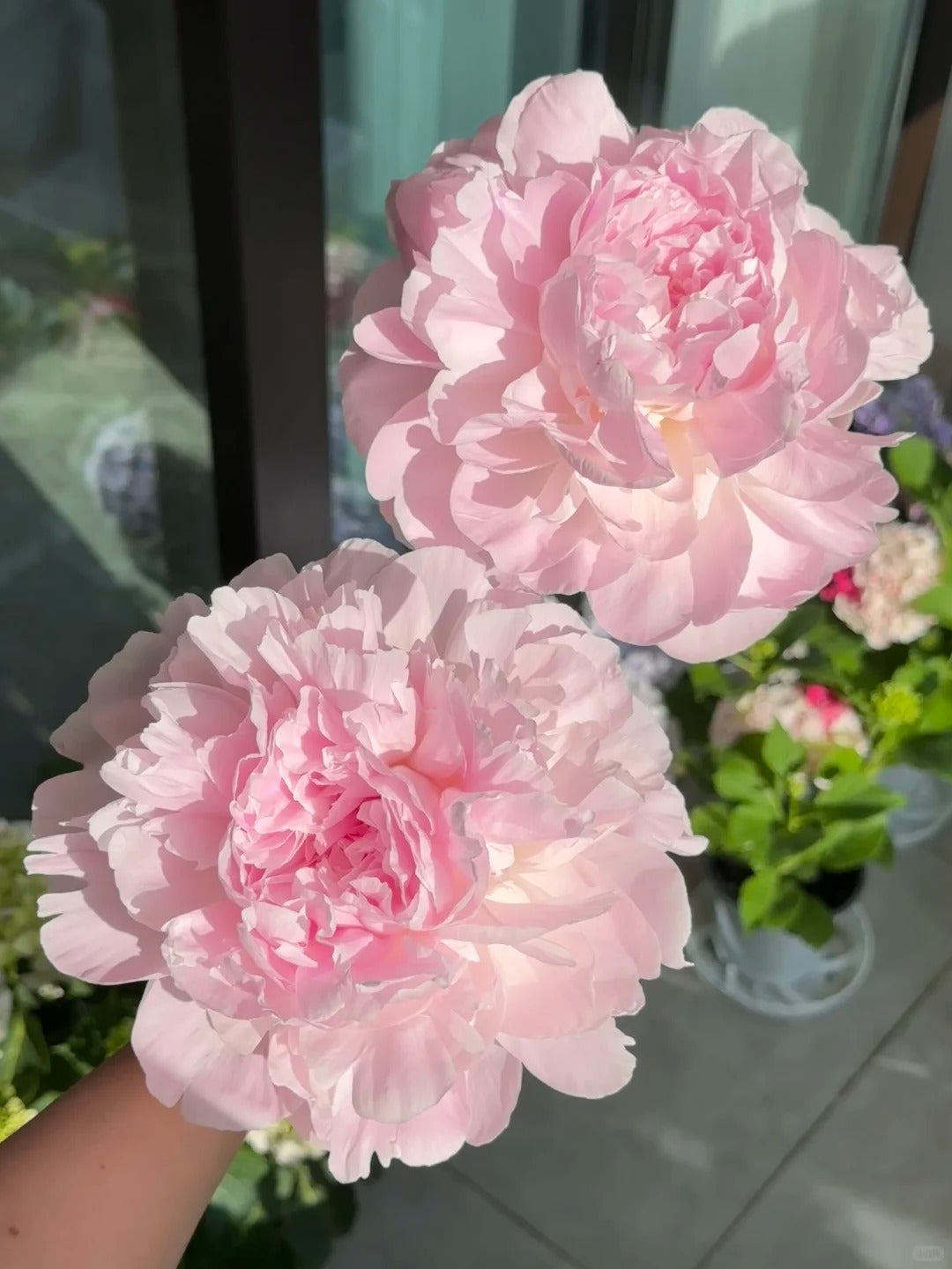 🌺 Peony Bulbs: The Queen of Flowers for Your Garden