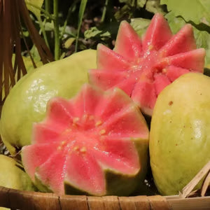🔥Organic Pink Guava Seeds | 🌿Pre-Primed for High Germination (99% Germination)