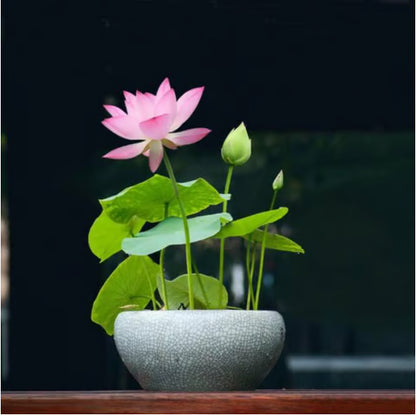 🪷 Grow Your Own Sacred Lotus at Home