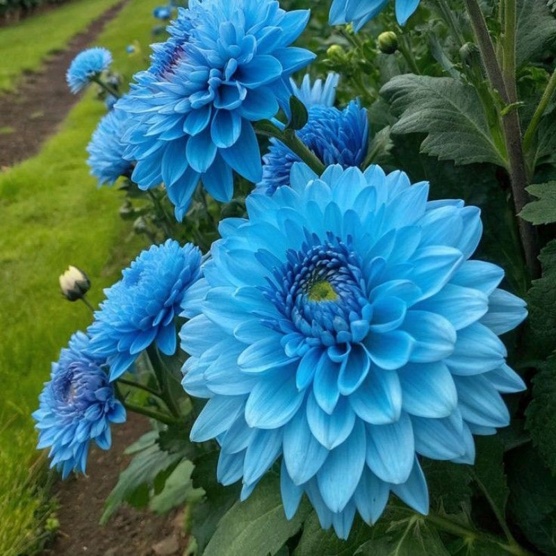 🌺 Rare Double Dahlias 🌿 Bold, Lush Blooms You Won’t Find in Ordinary Gardens