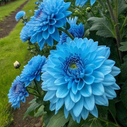 🌺 Rare Double Dahlias 🌿 Bold, Lush Blooms You Won’t Find in Ordinary Gardens