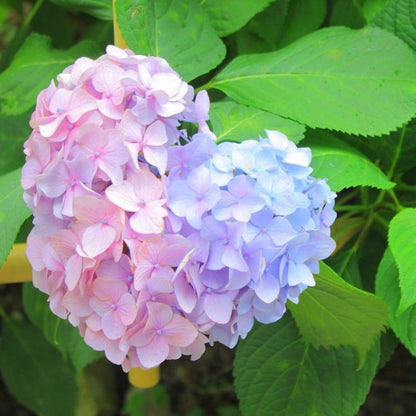 🔥🔥 Hydrangea Bulbs🌸  – Grow Huge, Cloud-Like Blooms at Home 🌿