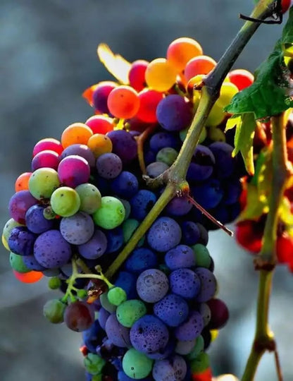 🌈🍇Rare Rainbow Hybrid Grape Organic