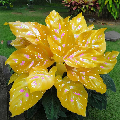 🌿Rare Premium Hosta Bulbs– Easy to grow🌸Transform Your Garden!