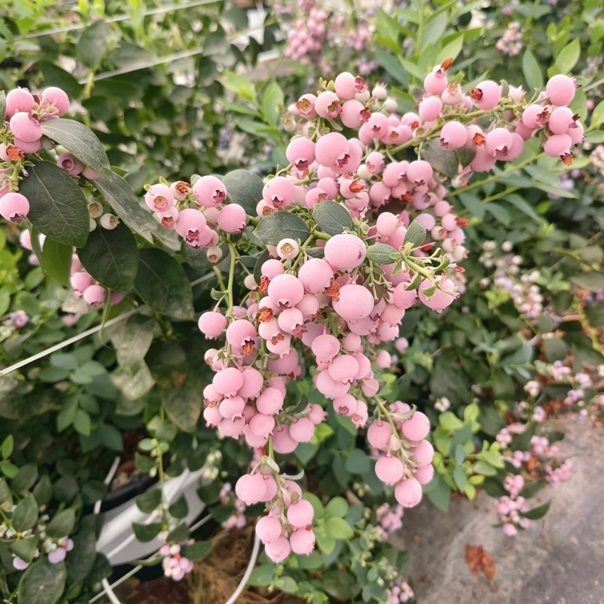 🫐𖠚ᐝSurprising Pink Blueberries You Never Seen