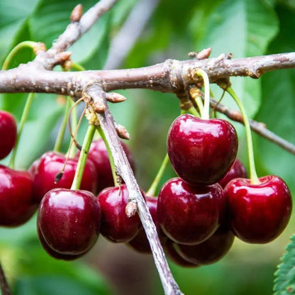 🔥50K+ SOLD!💟Perennial Cherry Tree Seedlings🌱Easy to Plant & Perfect for Any Space!