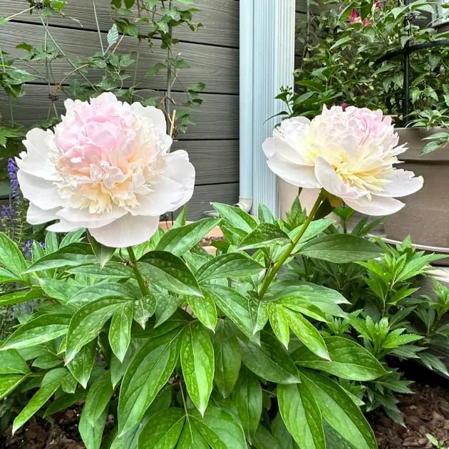🌺🌺🌺 Bring the “Queen of Flowers” to Your Backyard